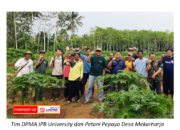 Tim DPMA IPB University Dampingi Petani Pepaya Desa Mekarharja Tingkatkan Kualitas Dan Kuantitas Hasil Panen