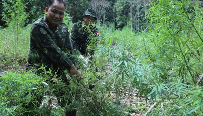 PRA HANI 2024, BNN MUSNAHKAN LAHAN GANJA DI ACEH BESAR